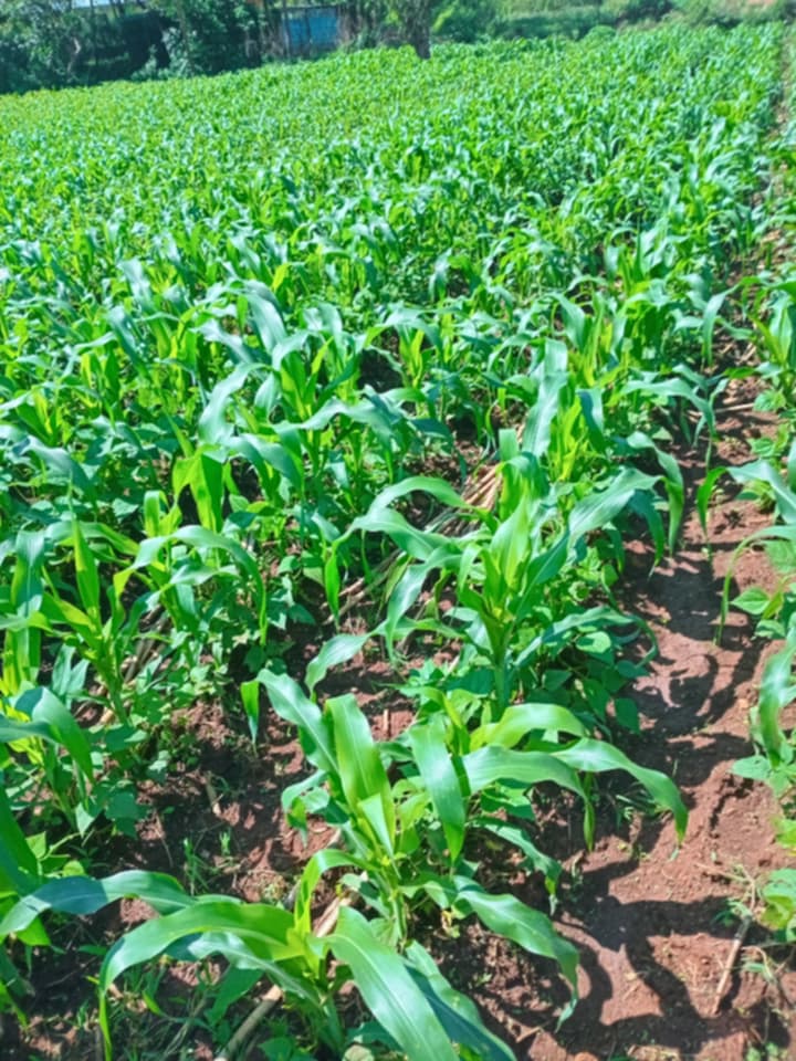Hands holding rich, dark compost soil