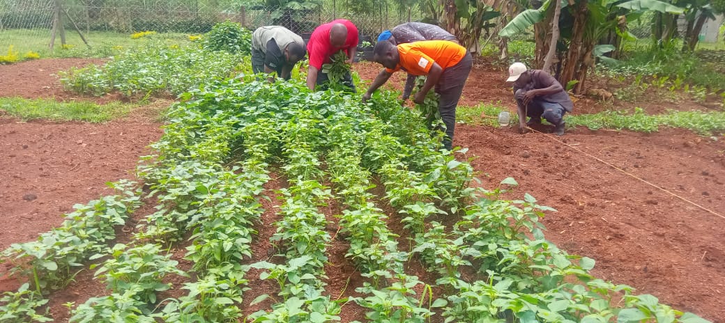 Hands holding rich, dark compost soil